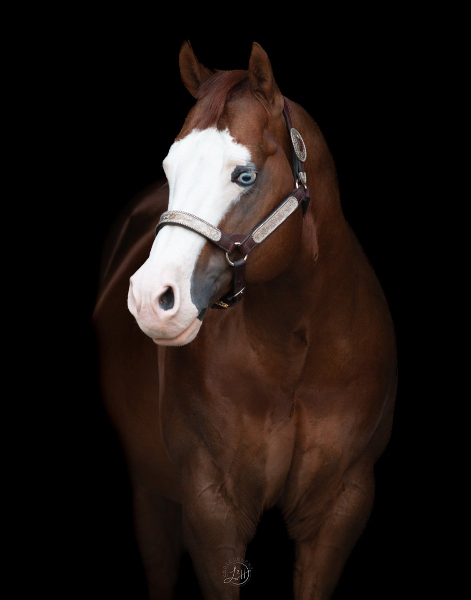 The Kids Gotta Gun, reining stallion by Spooks Gotta Gun