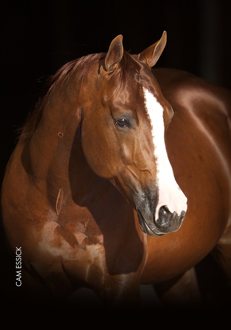 Tinker With Guns, sorrel reining stallion by Colonels Smoking Gun out of a Reminic mare