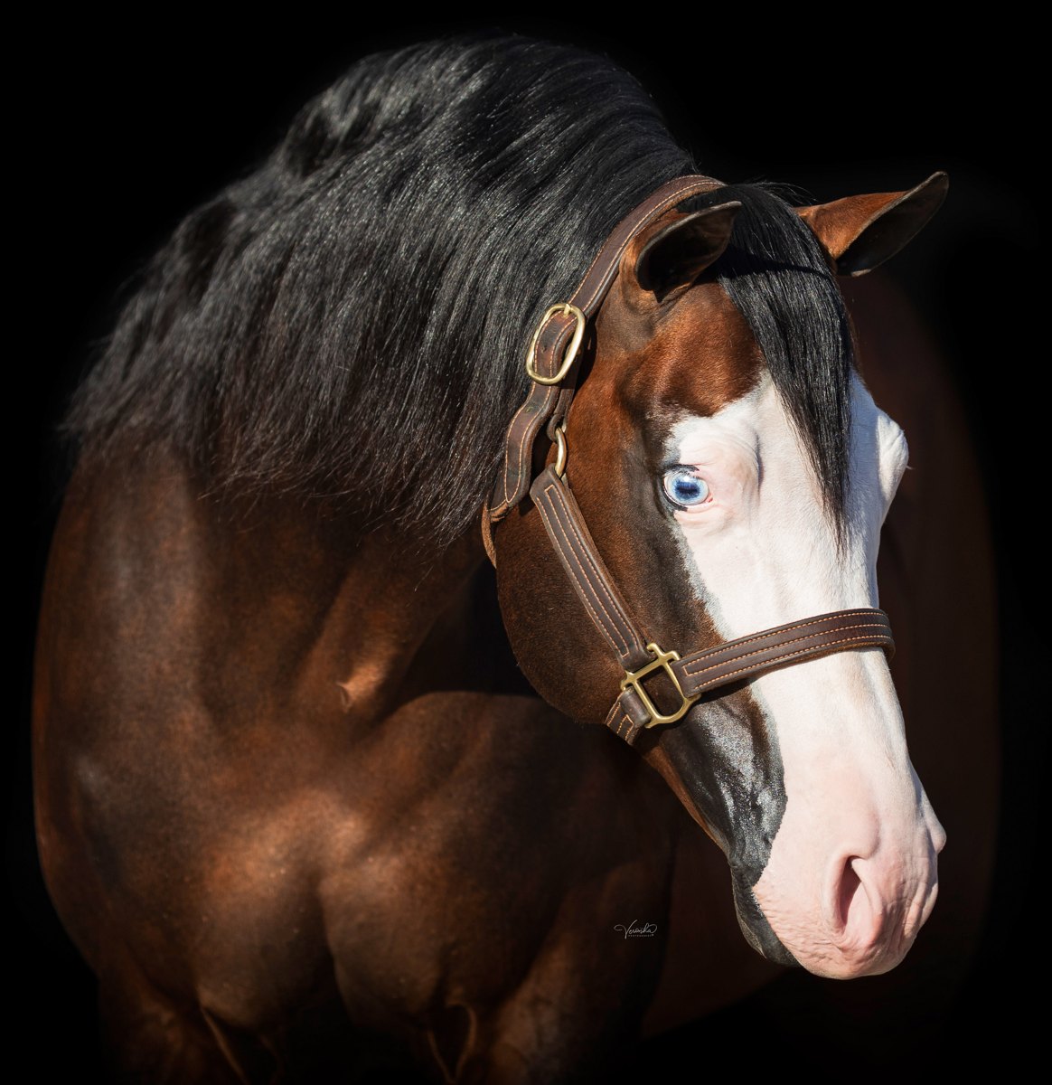 Tricked Out Spook, bay reining stallion by Spooks Gotta Gun out of a Rowdy Yankee mare