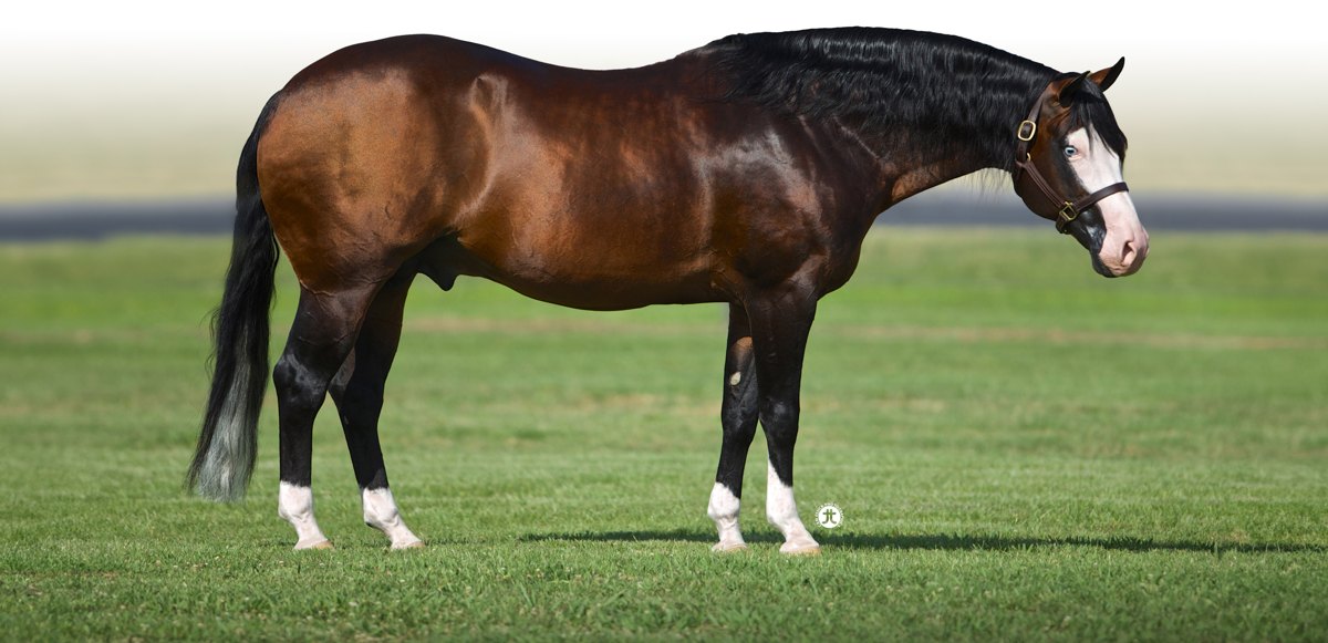 Tricked Out Spook, bay reining stallion by Spooks Gotta Gun out of a Rowdy Yankee mare — gallery photo 1
