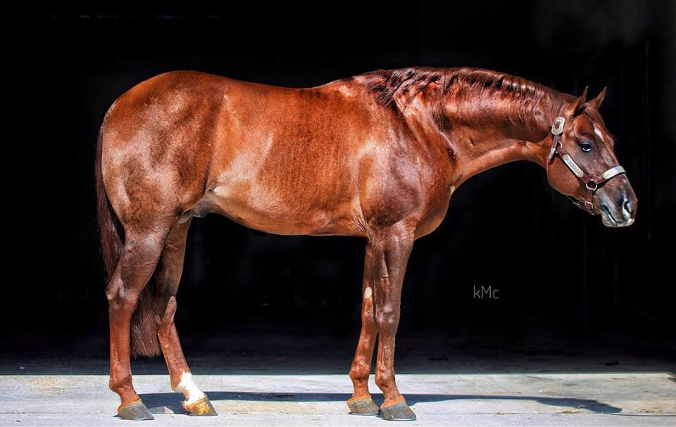 Turn Down For What, reining stallion by Einsteins Revolution