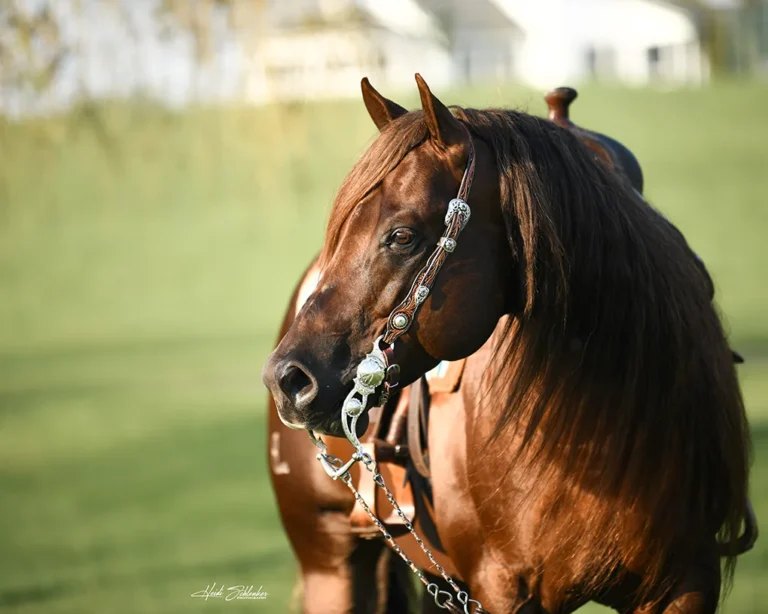 Volturi, reining stallion by Smoking Whiz out of a Cromed Out Mercedes mare
