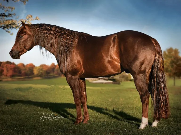 Volturi, reining stallion by Smoking Whiz out of a Cromed Out Mercedes mare — gallery photo 1