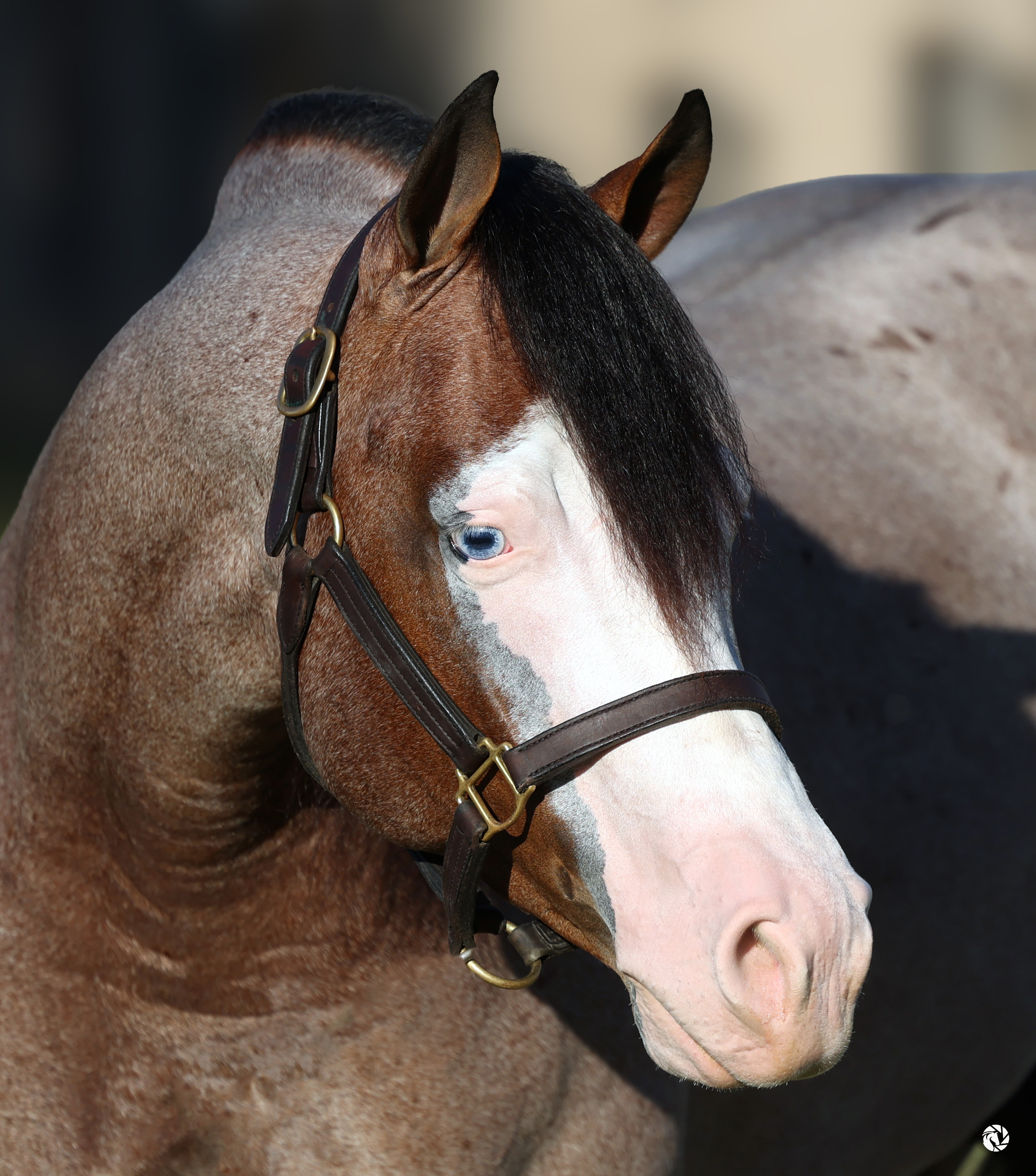 Vulcano, bay roan reining stallion by Spooks Gotta Whiz out of a Hollywood Dun It mare