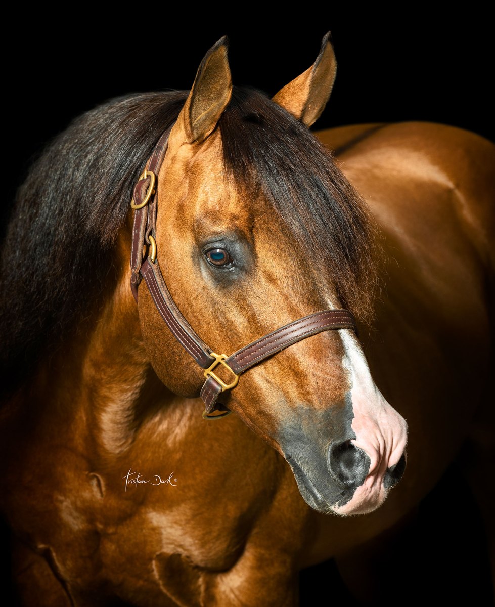 Walla Walla Whiz, chestnut reining stallion by Topsail Whiz out of a Shining Spark mare