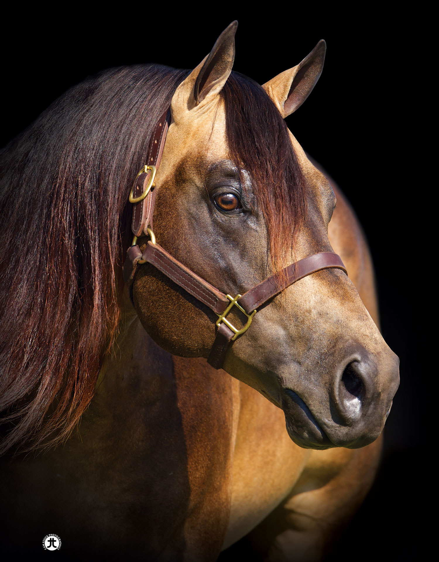WHIZKEY N DIAMONDS, buckskin reining stallion by Topsail Whiz out of a Shining Spark mare