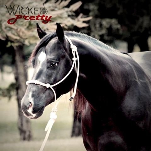 Wicked Pretty, black reining stallion by Pretty Peppy Chec out of a Whizard Jac mare