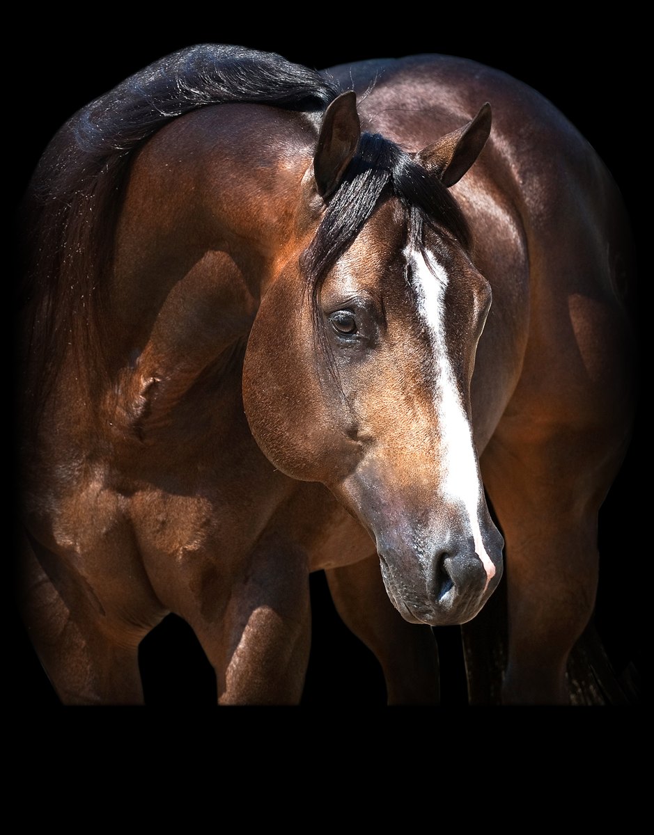 Wimpyneedsacocktail, buckskin reining stallion by Wimpys Little Step out of a Hollywood Dun It mare