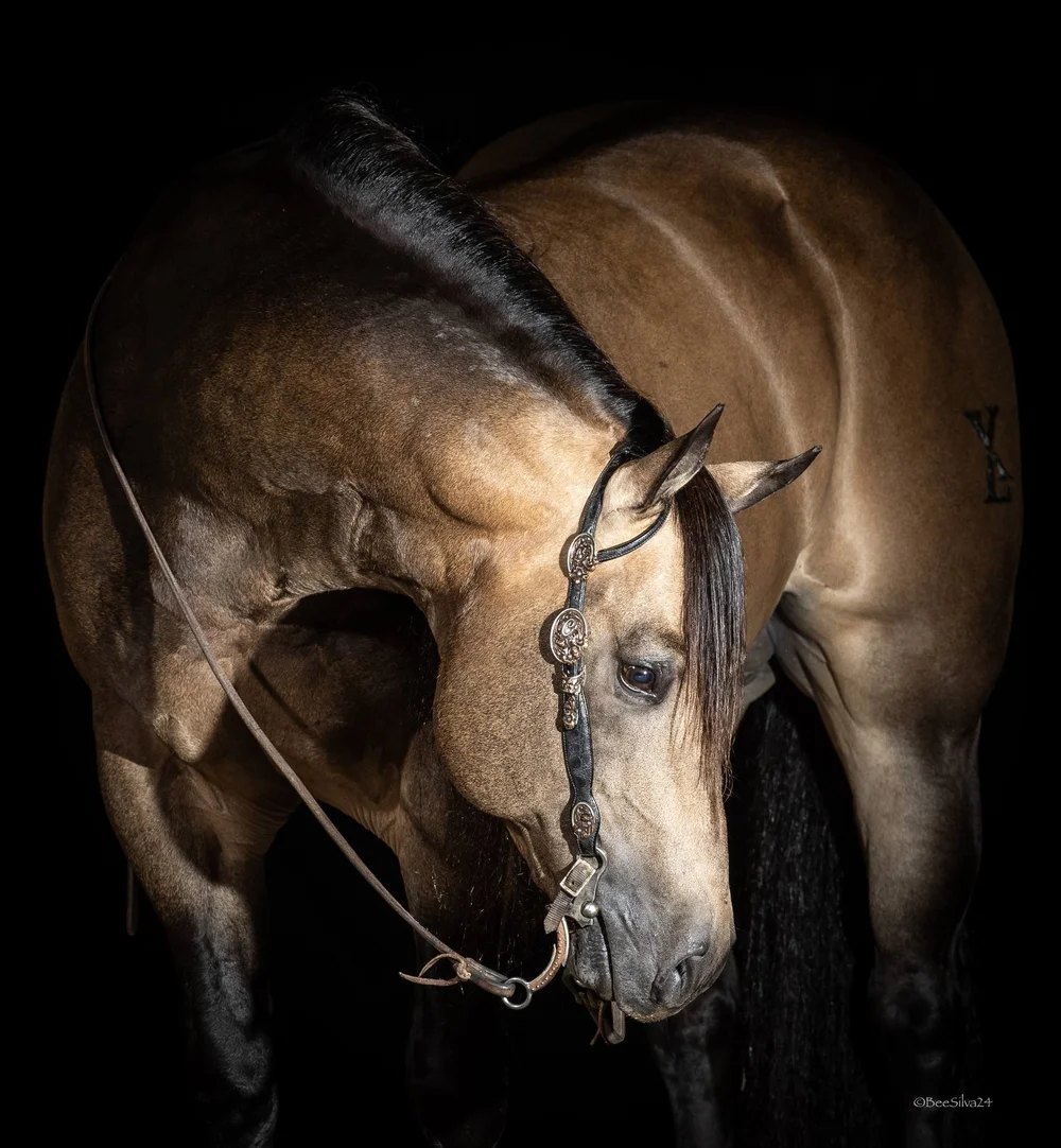 Wimpys Little Nite, buckskin reining stallion by Wimpys Little Step