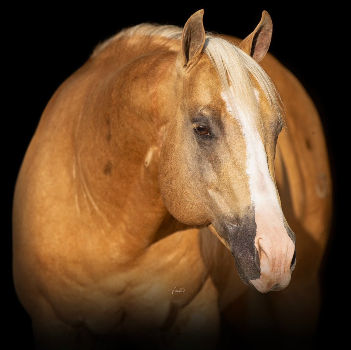 Wimpys Littlecolonel, palomino reining stallion by Wimpys Little Step out of a Smart Chic Olena mare
