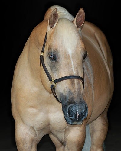 Xtra Holy Voodoo, palomino reining stallion by Shiners Voodoo Dr