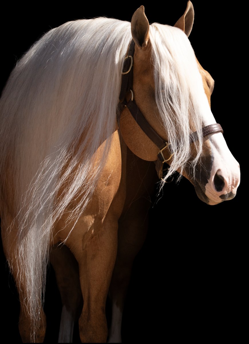 Xtra New Pal Voodoo, palomino reining stallion by Shiners Voodoo Dr out of a Wimpys Little Step mare