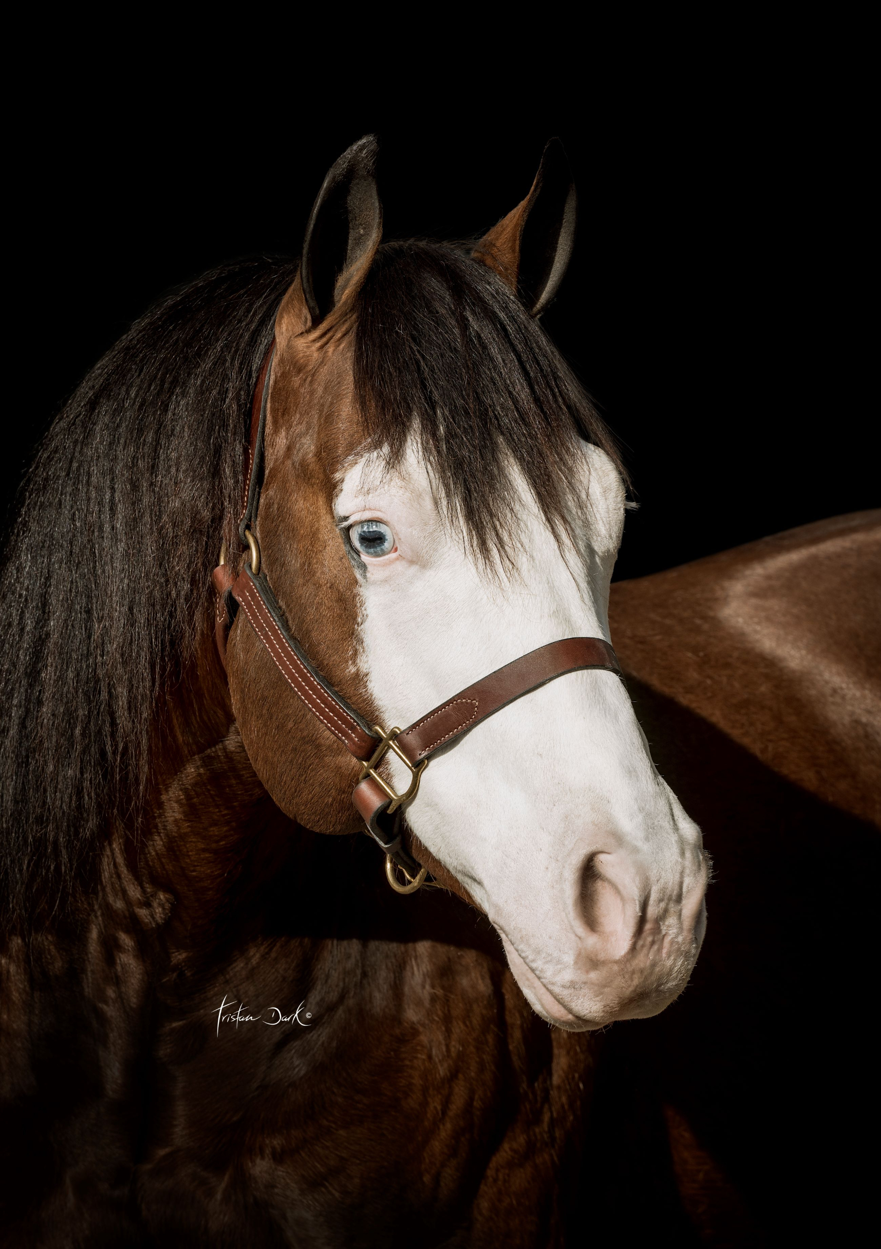 Yankee Gun, bay overo reining stallion by Rowdy Yankee out of a Colonels Smoking Gun mare